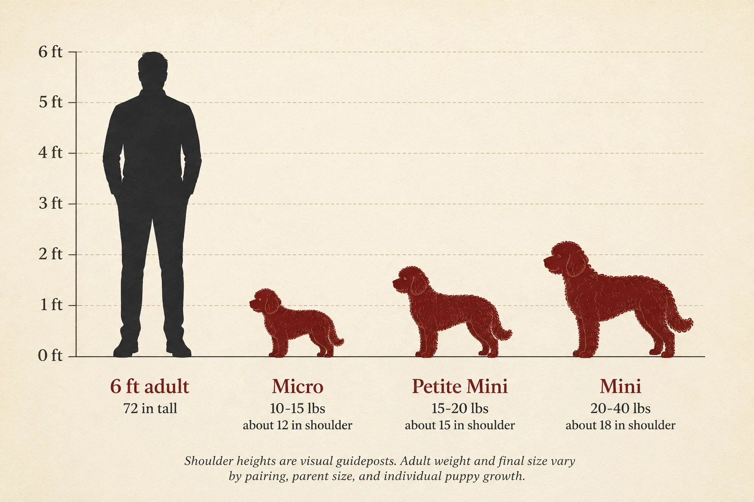 Dog Size Ranges Goldendoodle Puppies in Texas | Red Ranch Dogs