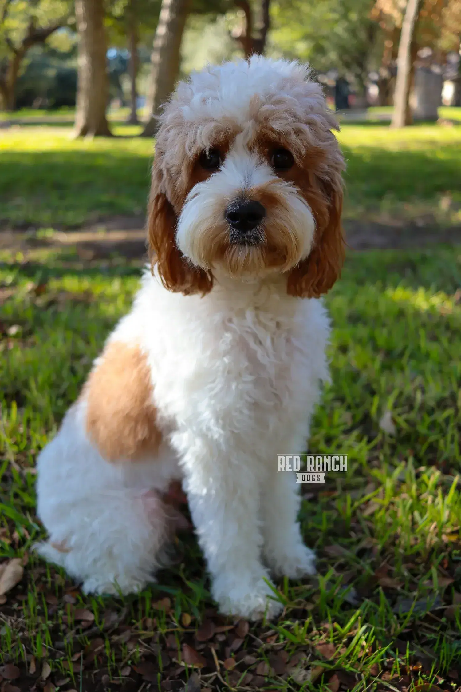 Penny | Parent Dog | Red Ranch Dogs