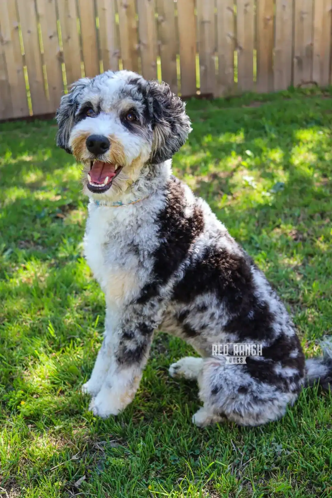 Tilly | Parent Dog | Red Ranch Dogs