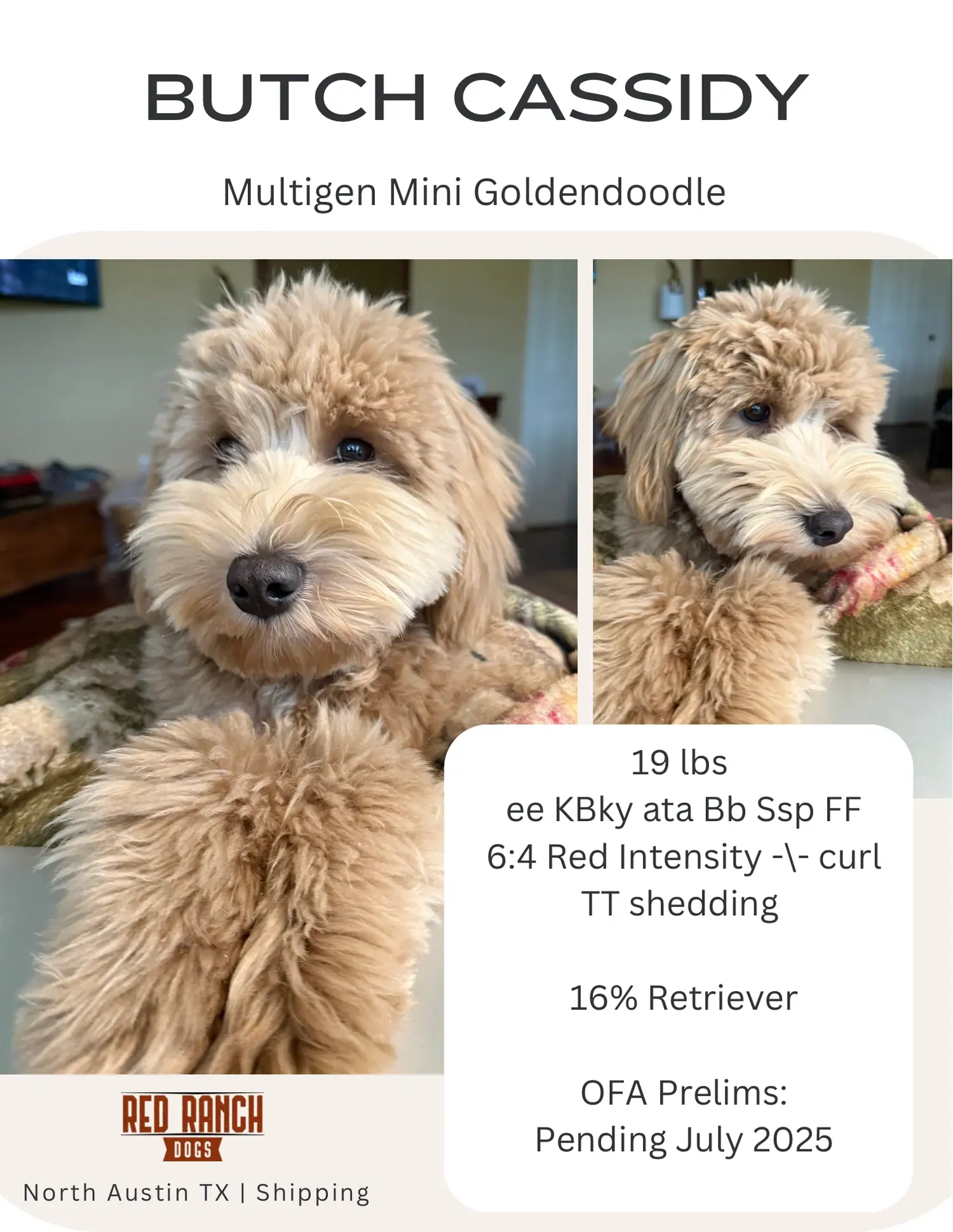 Butch Cassidy | Parent Dog | Red Ranch Dogs