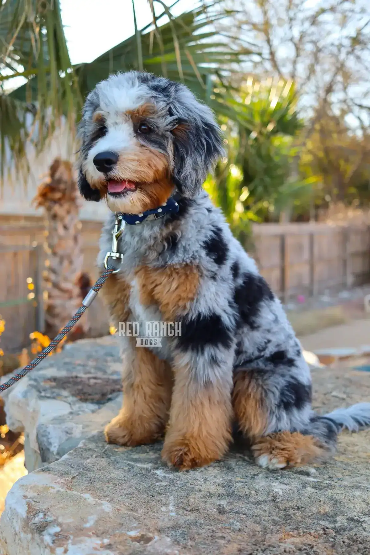 Garth Brooks | Parent Dog | Red Ranch Dogs