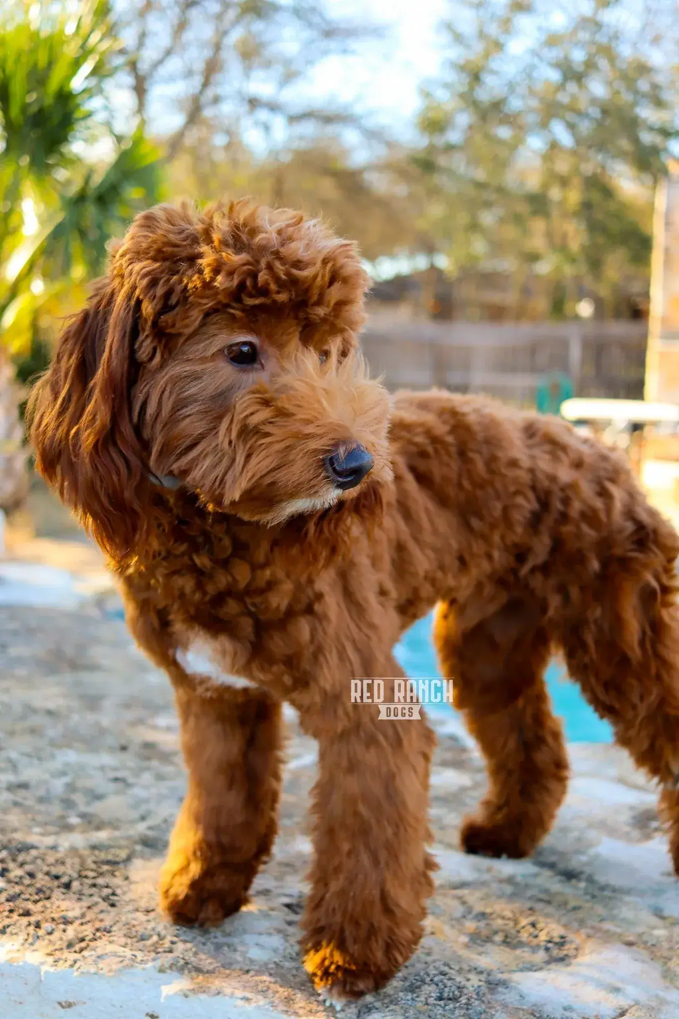 Our Studs | Red Ranch Dogs